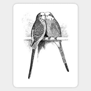 Budgies Magnet